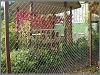 Заборы из сетки рабица (picture1.jpg)